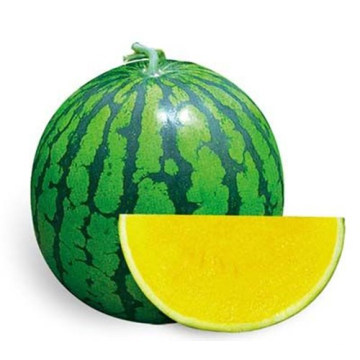 HW05 Disan yellow flesh,big oval green F1 hybrid seedless watermelon seeds